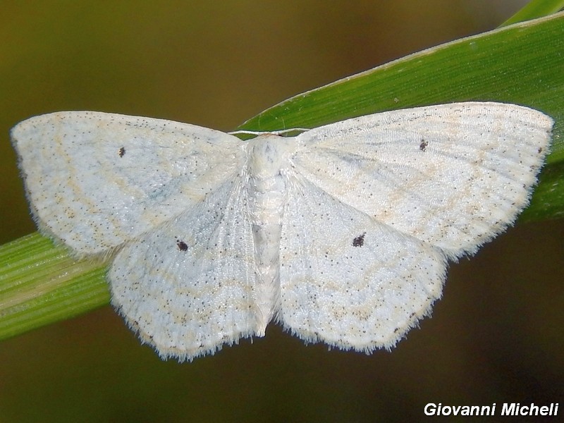 Parco del ticino : incontri del 23/8/14